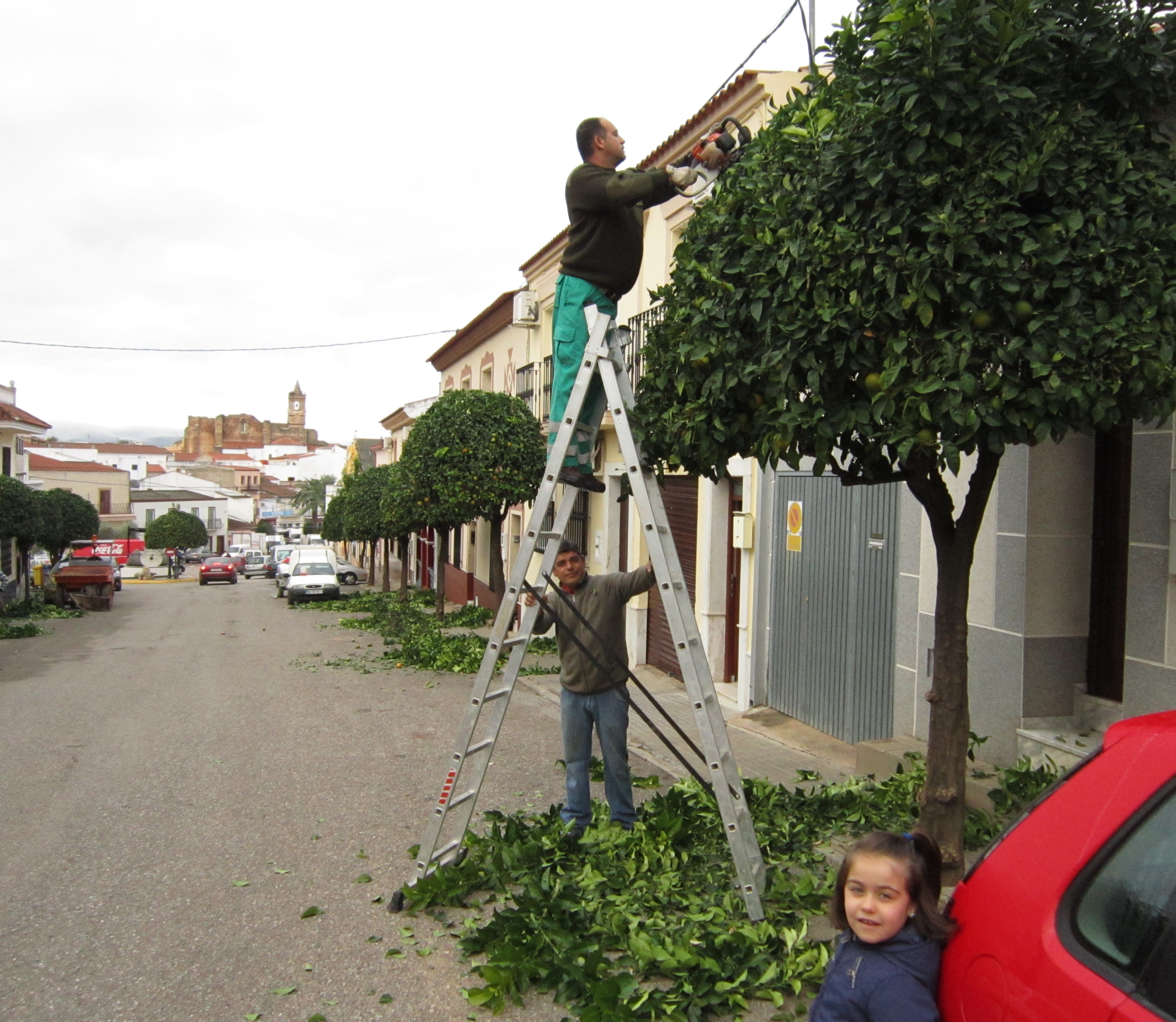 Campaña de poda de los árboles de calles y jardines